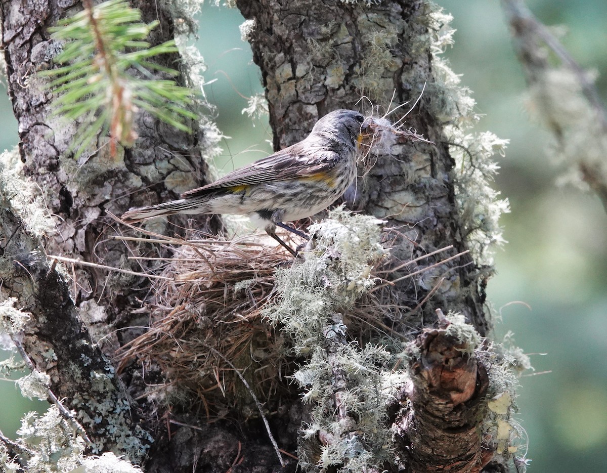 Kronenwaldsänger (Audubonwaldsänger) - ML620613613