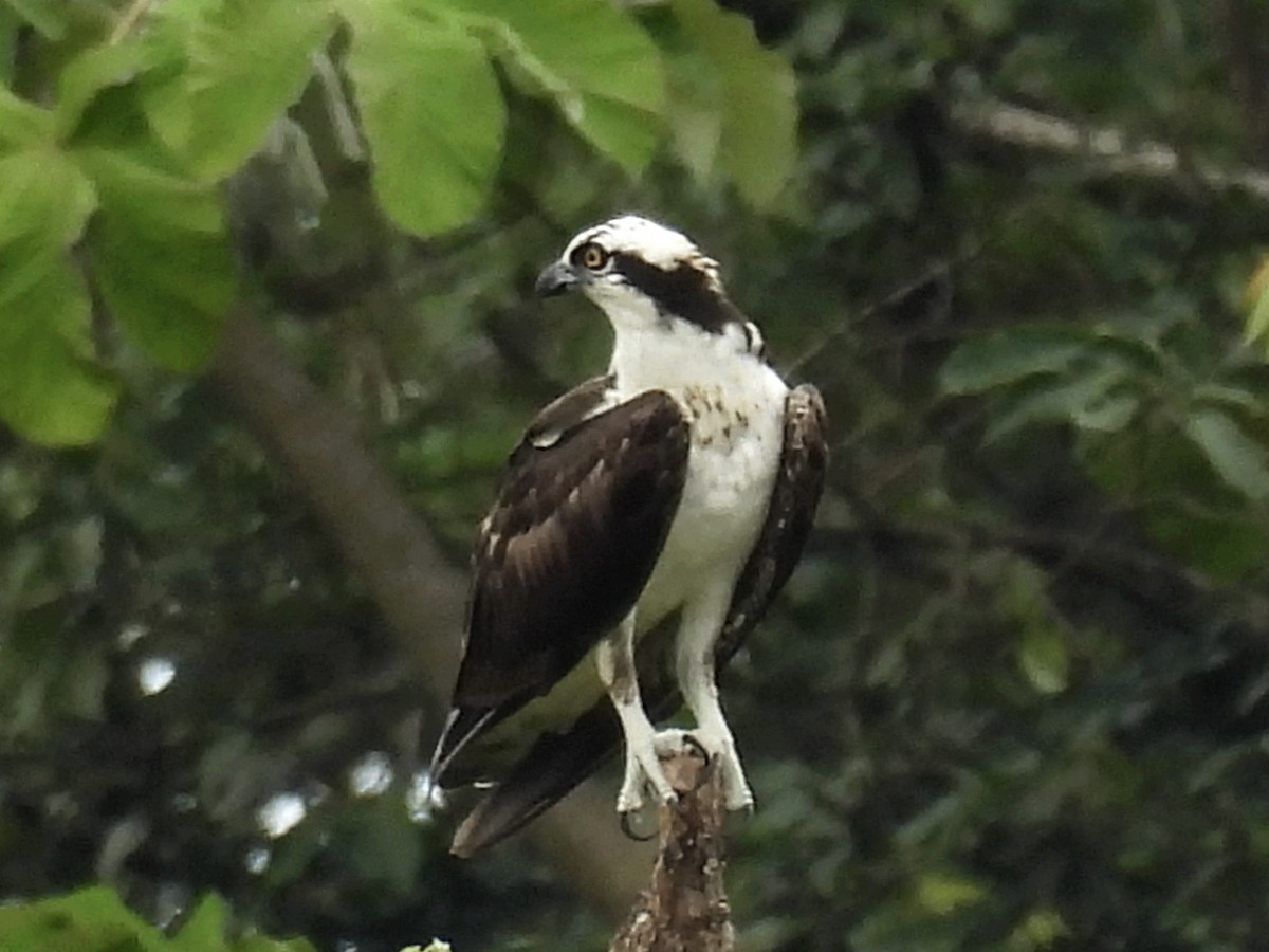 Águila Pescadora - ML620613614