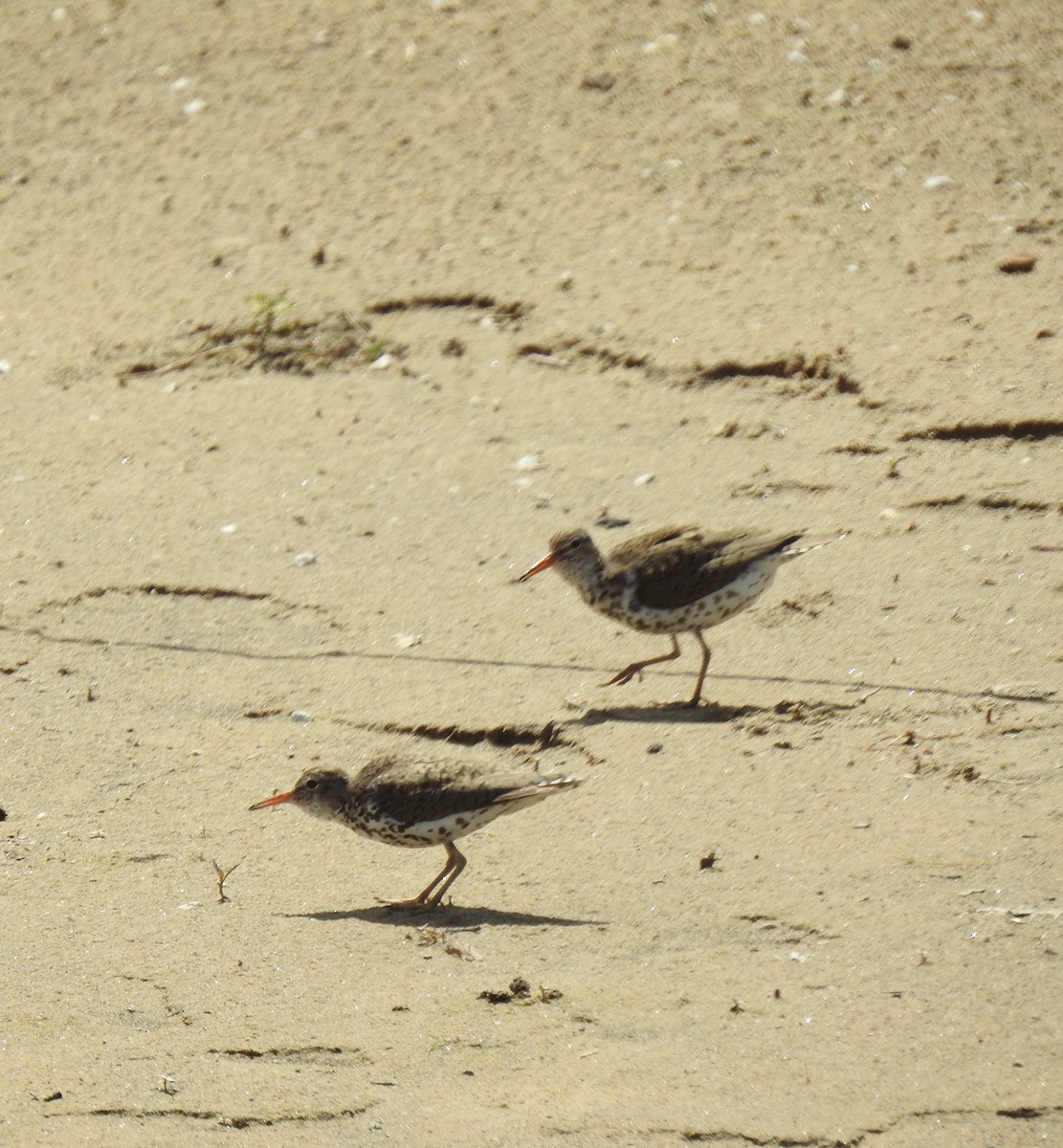 Spotted Sandpiper - ML620613615