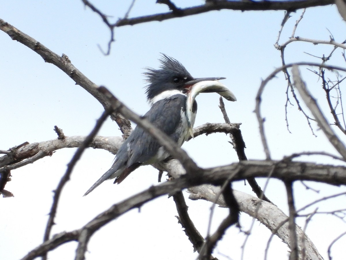 Belted Kingfisher - ML620613616