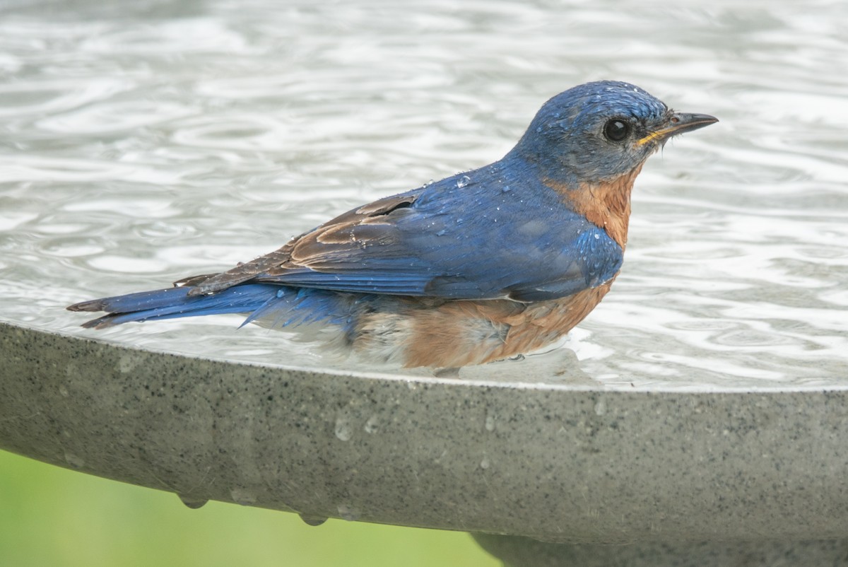 Eastern Bluebird - ML620613617