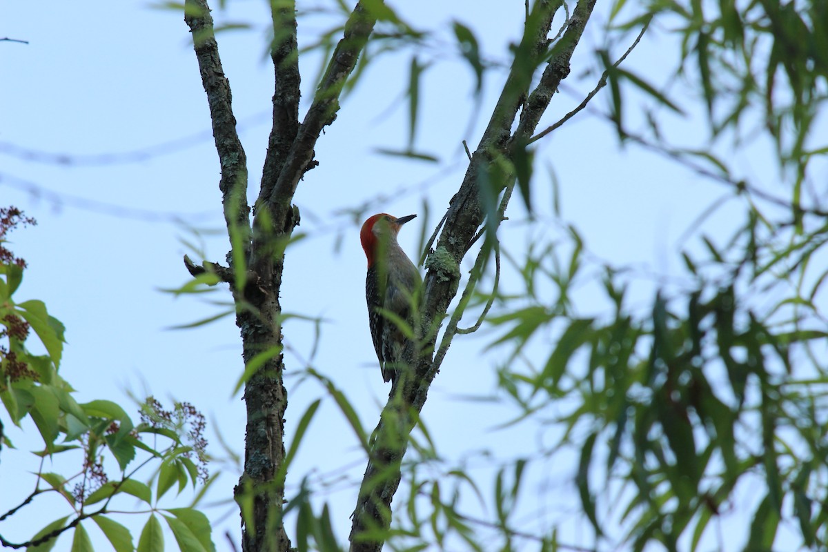 Red-bellied Woodpecker - ML620613619