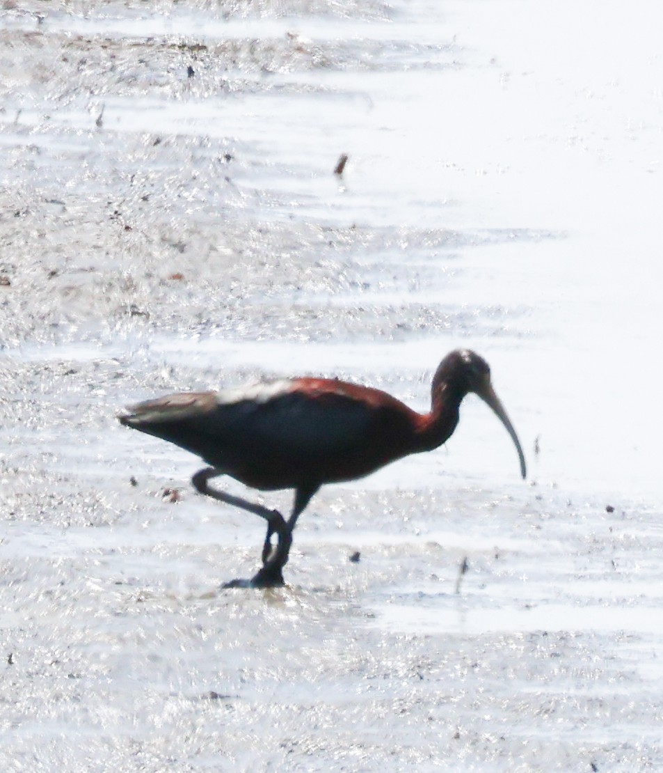 ibis hnědý - ML620613620