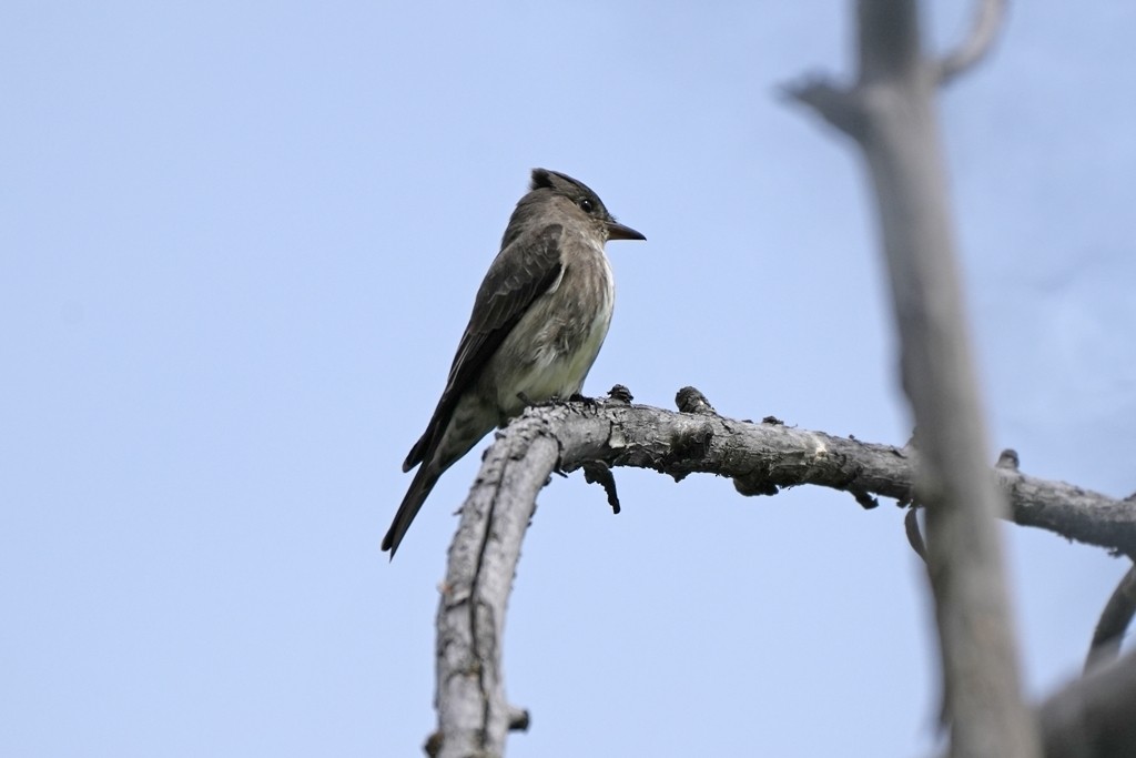 Olive-sided Flycatcher - ML620613621