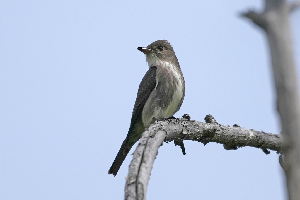 Olive-sided Flycatcher - ML620613622