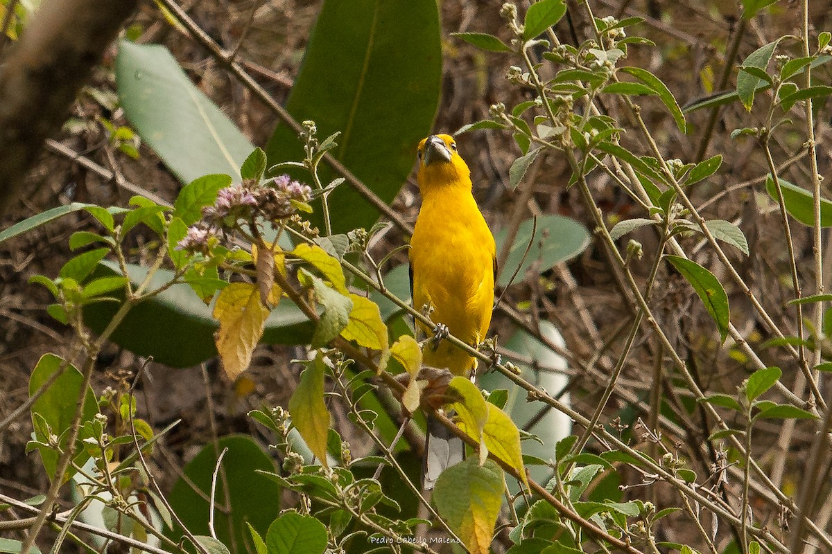 Cardinal à tête jaune - ML620613623