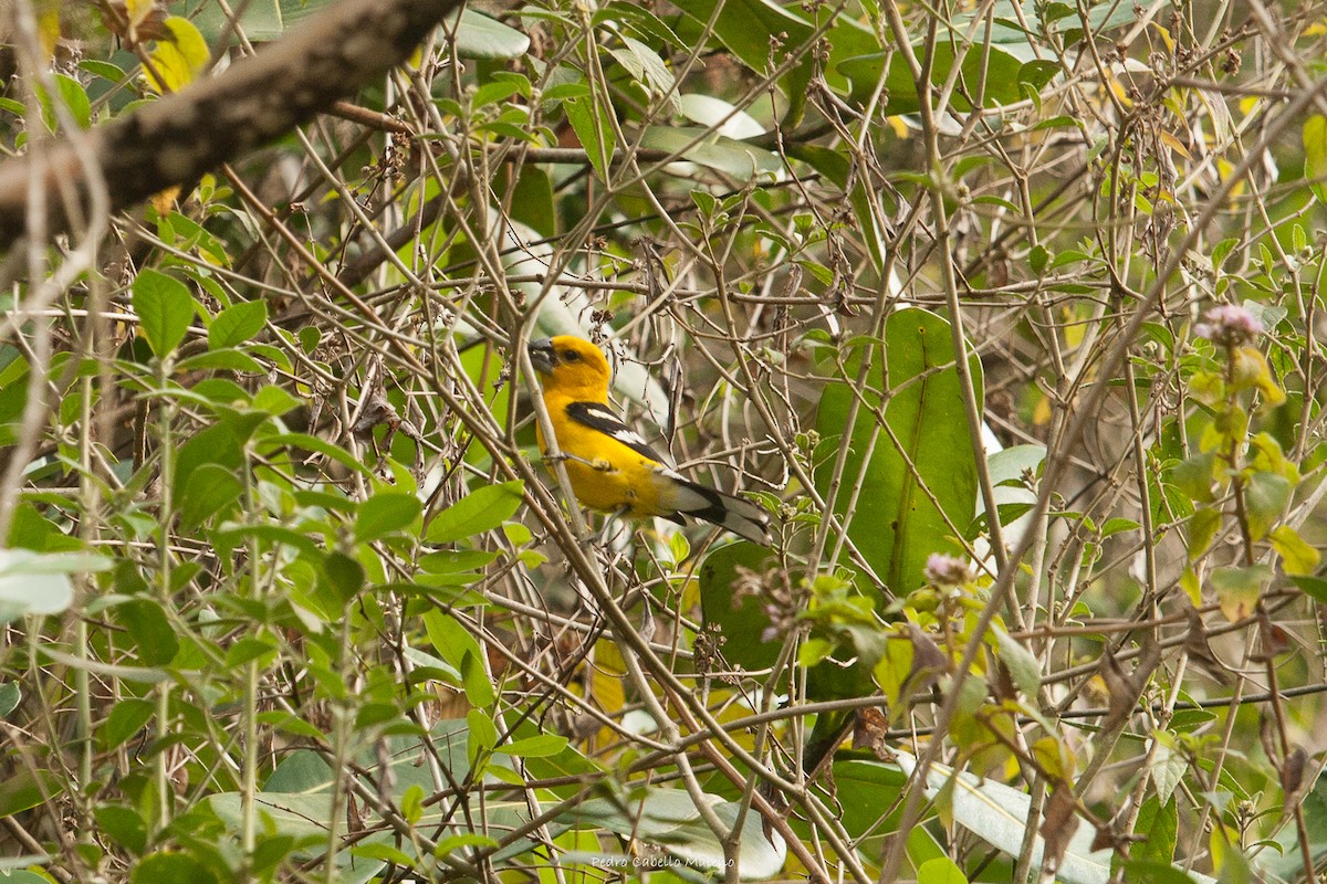 Cardinal à tête jaune - ML620613624