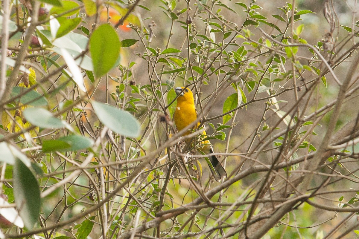 Cardinal à tête jaune - ML620613625