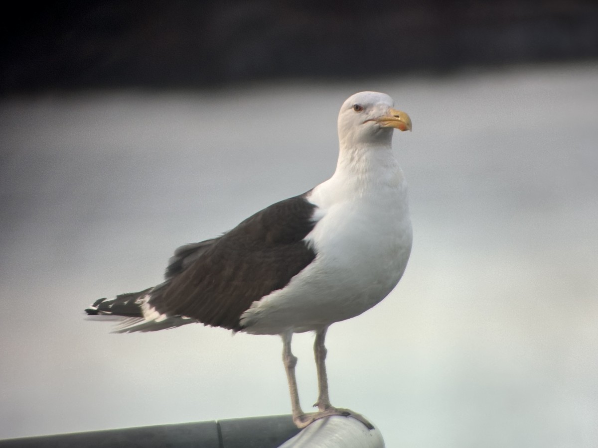 Great Black-backed Gull - ML620613627