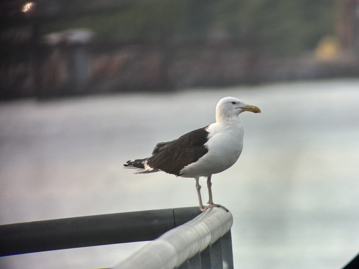 Great Black-backed Gull - ML620613628