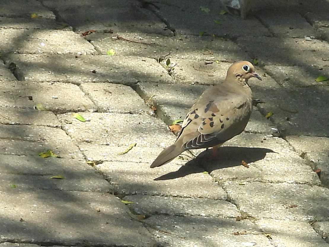 Mourning Dove - ML620613632