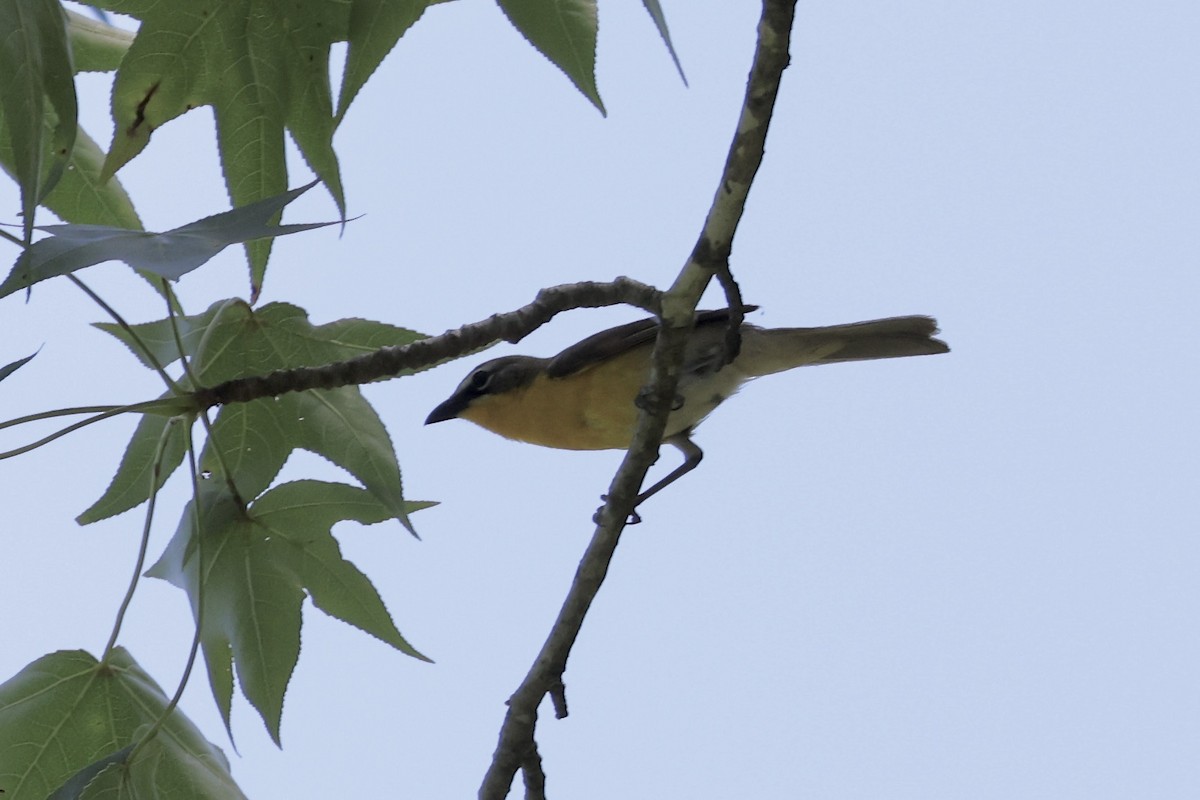 Yellow-breasted Chat - ML620613634