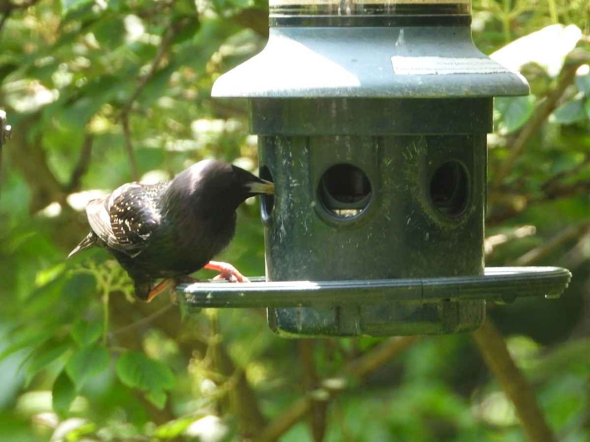 European Starling - ML620613635