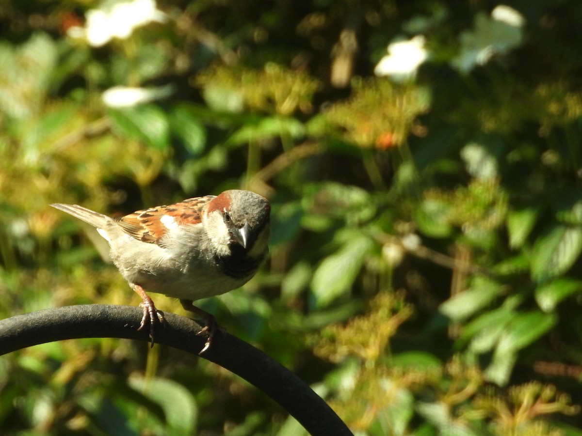 House Sparrow - ML620613638