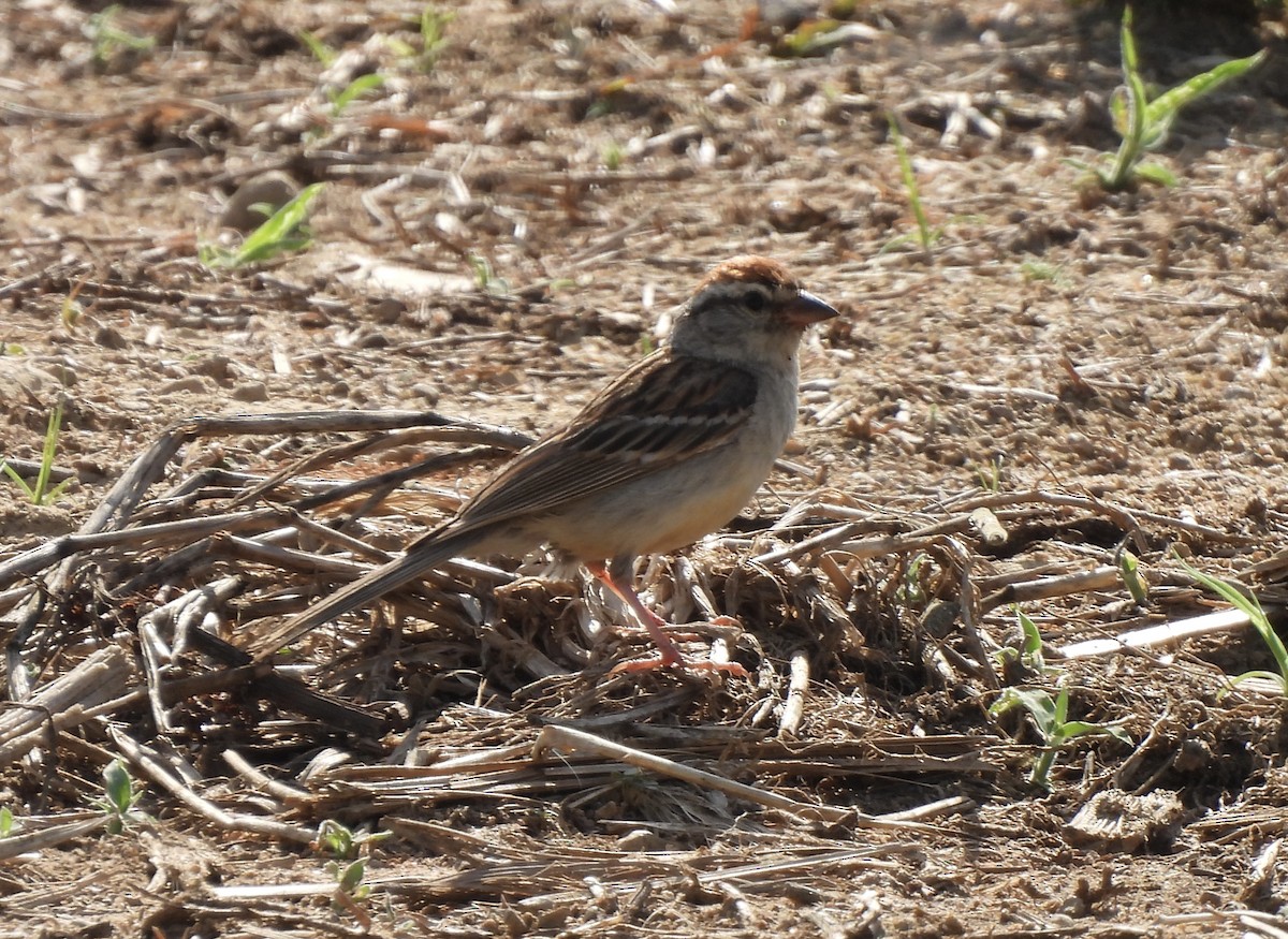 Chipping Sparrow - ML620613639