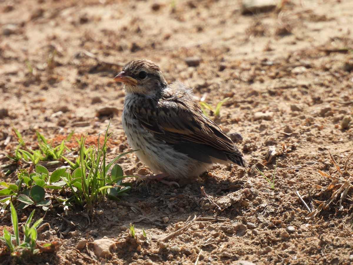 Chipping Sparrow - ML620613641