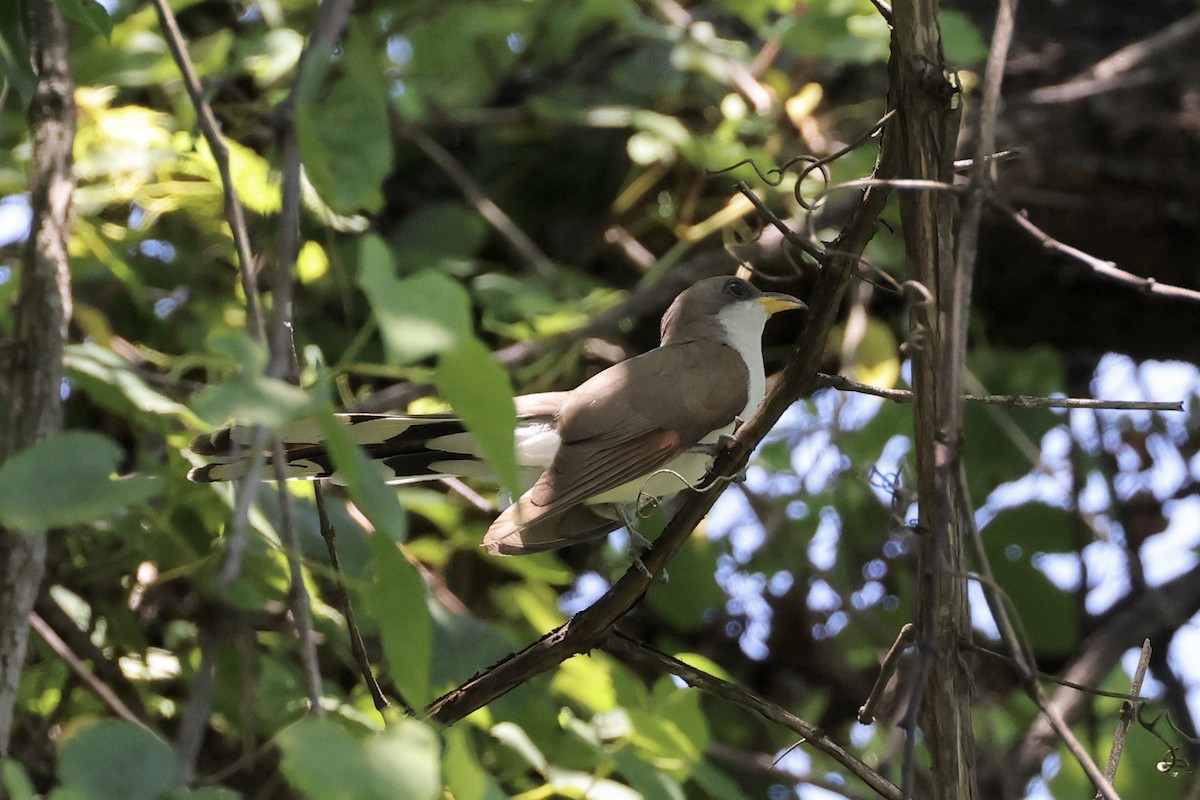 Yellow-billed Cuckoo - ML620613642