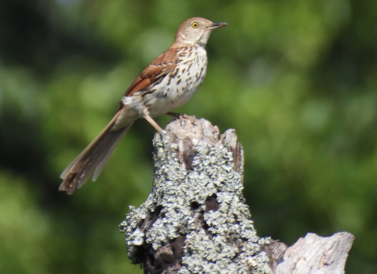 Brown Thrasher - ML620613644