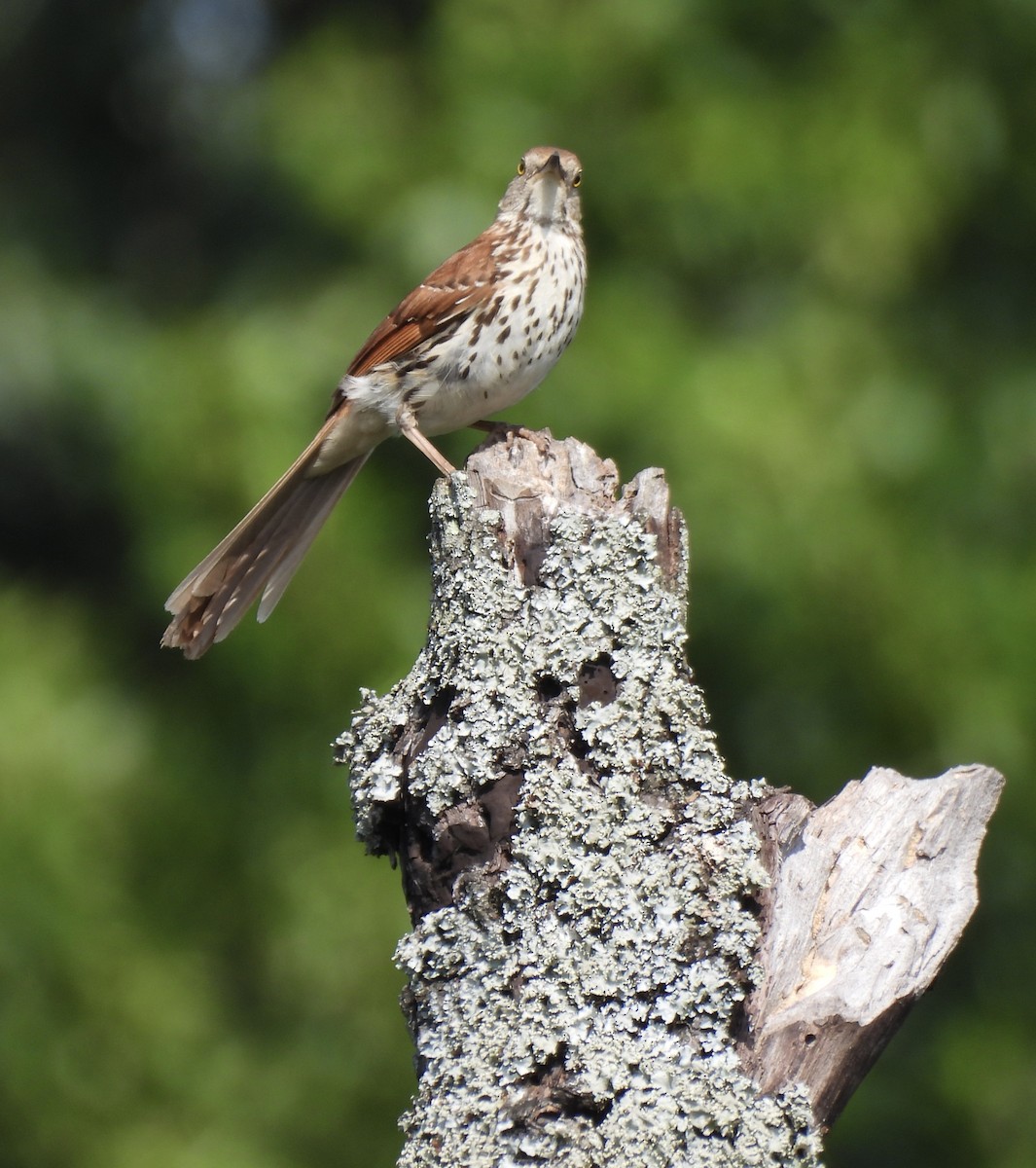 Brown Thrasher - ML620613645