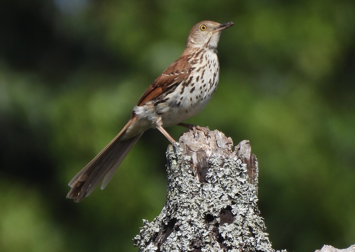 Brown Thrasher - ML620613646