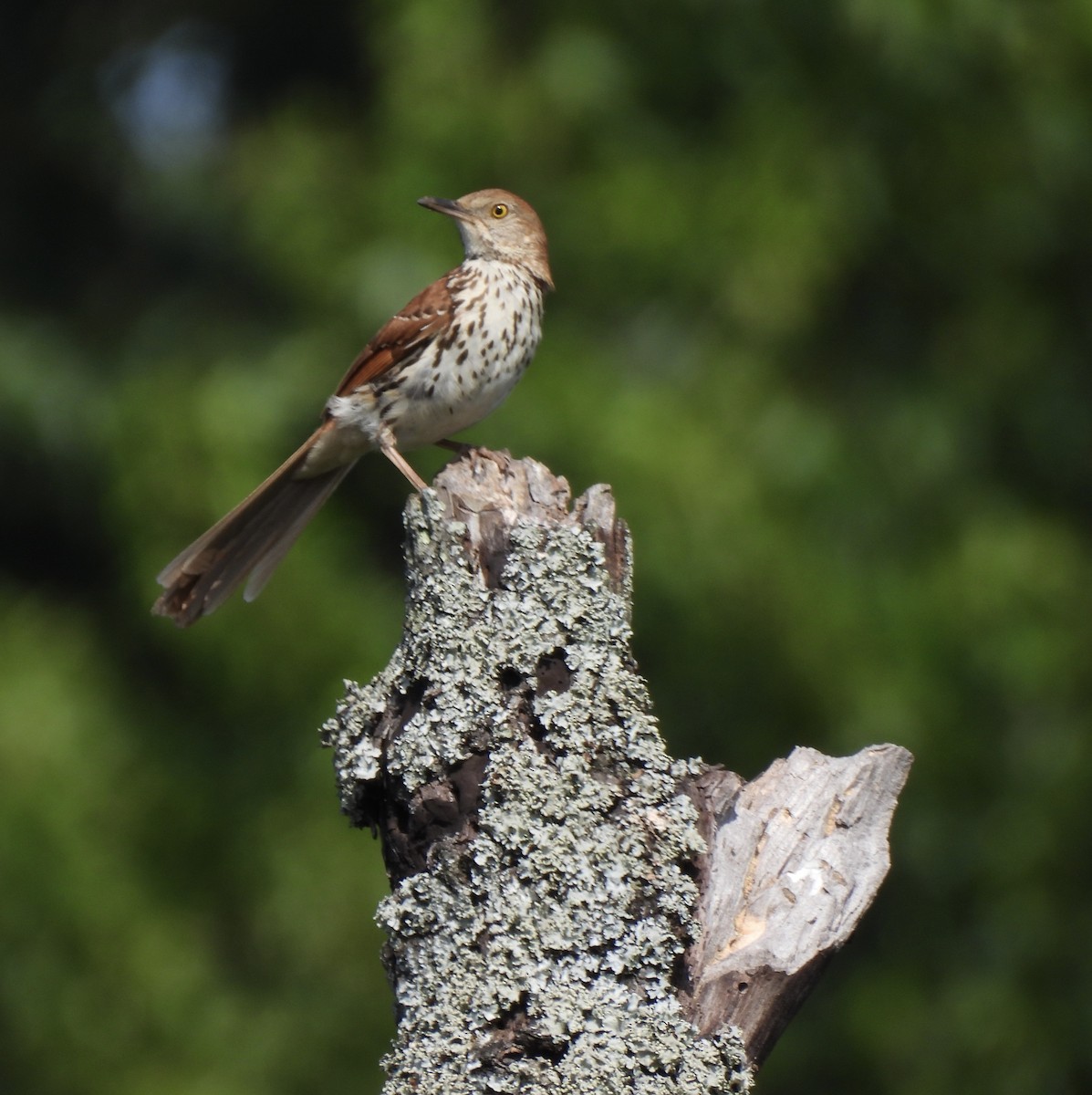 Brown Thrasher - ML620613648