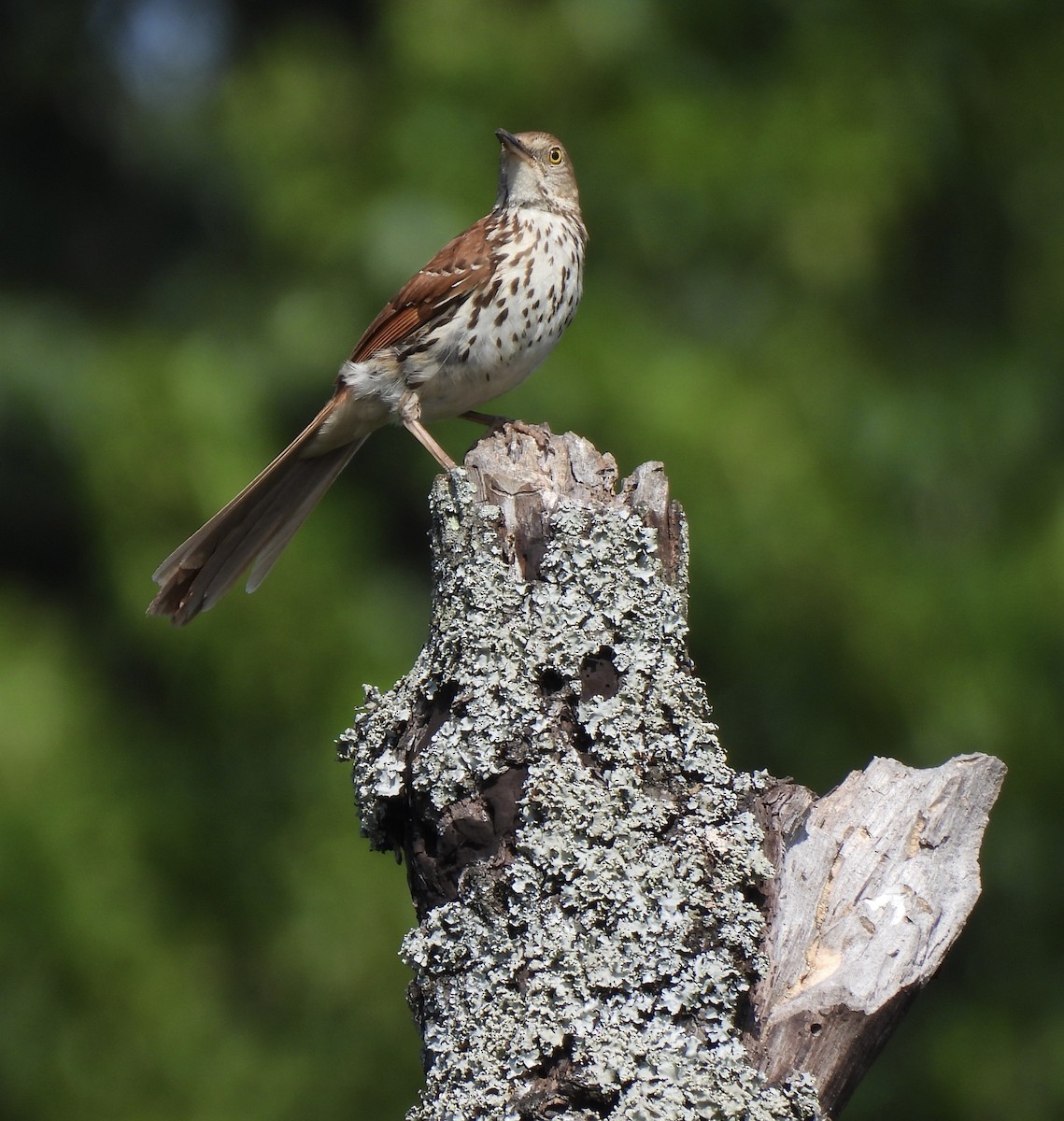 Brown Thrasher - ML620613649