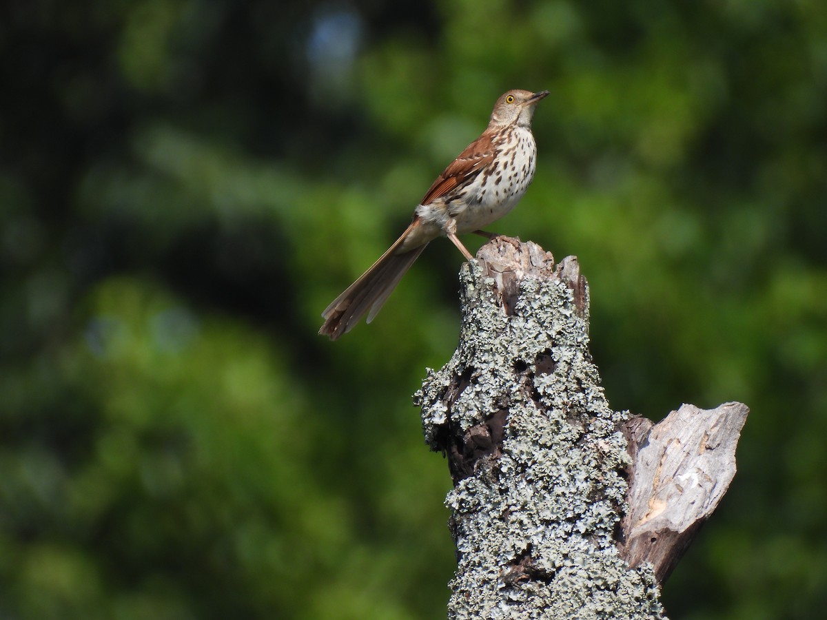 Brown Thrasher - ML620613650