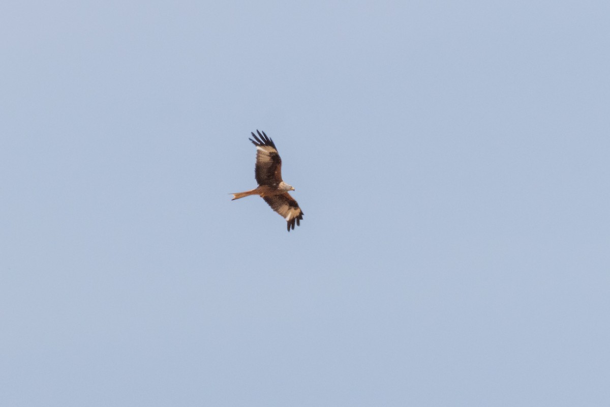 Red Kite - ML620613651