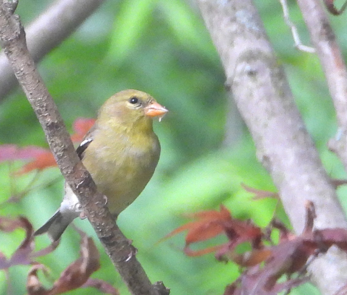 American Goldfinch - ML620613652