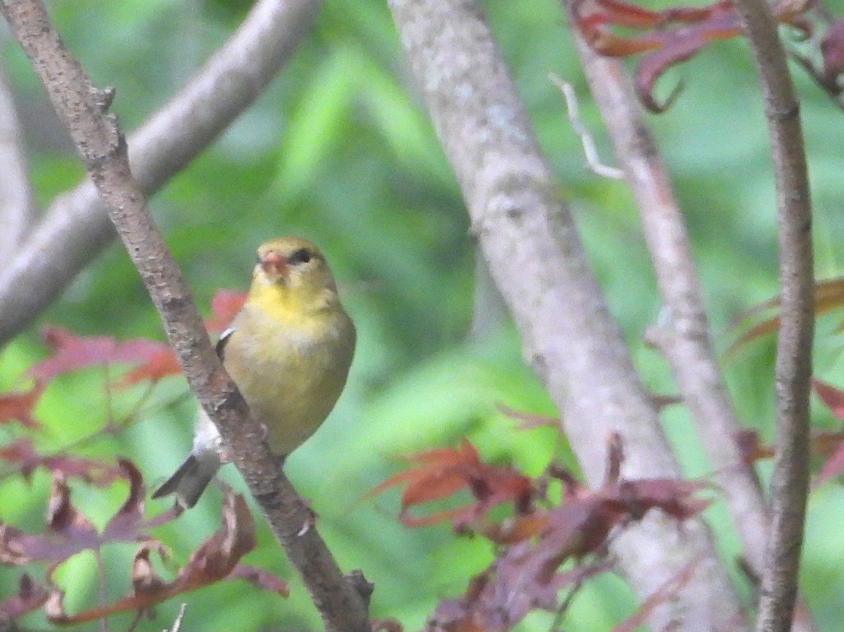 American Goldfinch - ML620613653