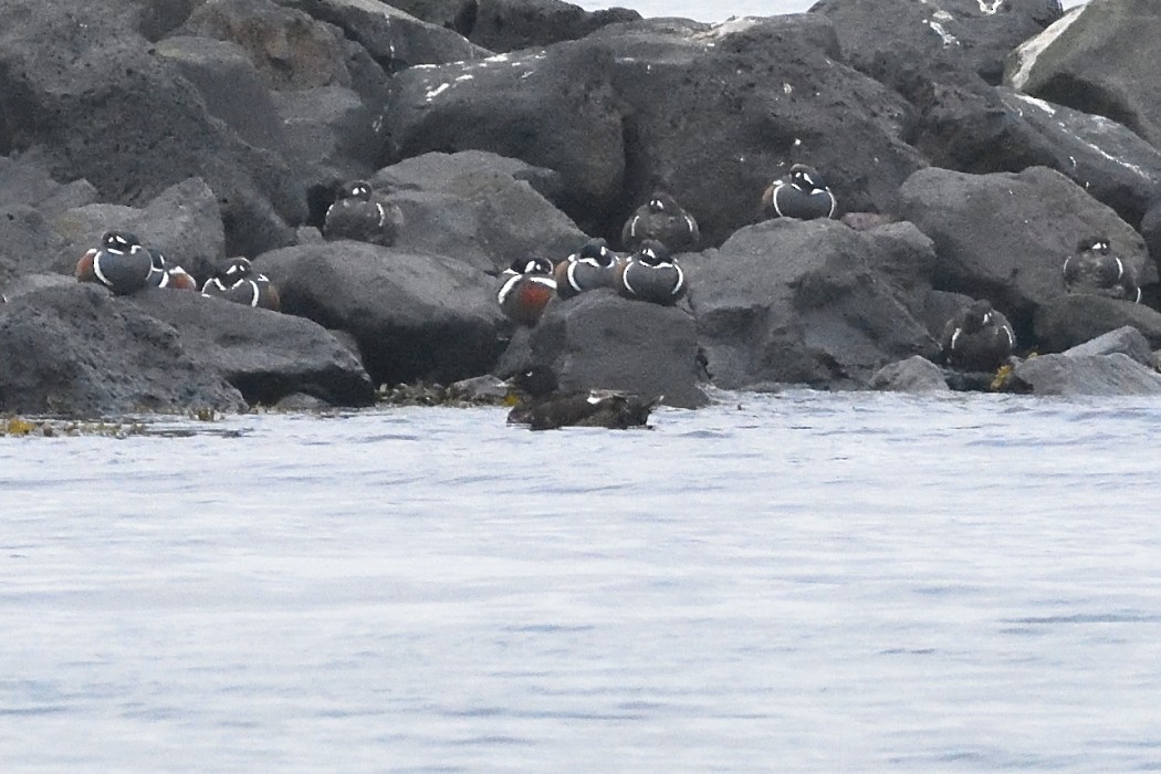 White-winged Scoter - ML620613654