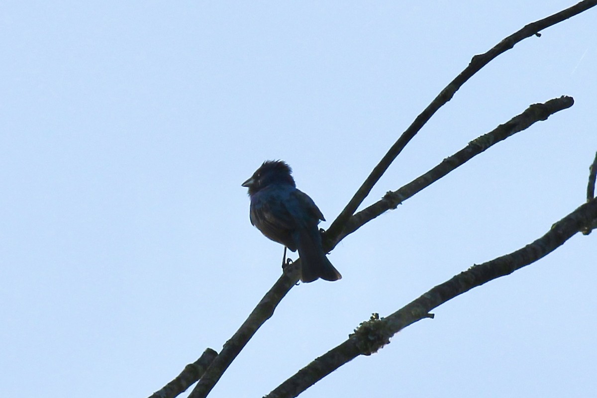 Indigo Bunting - ML620613657