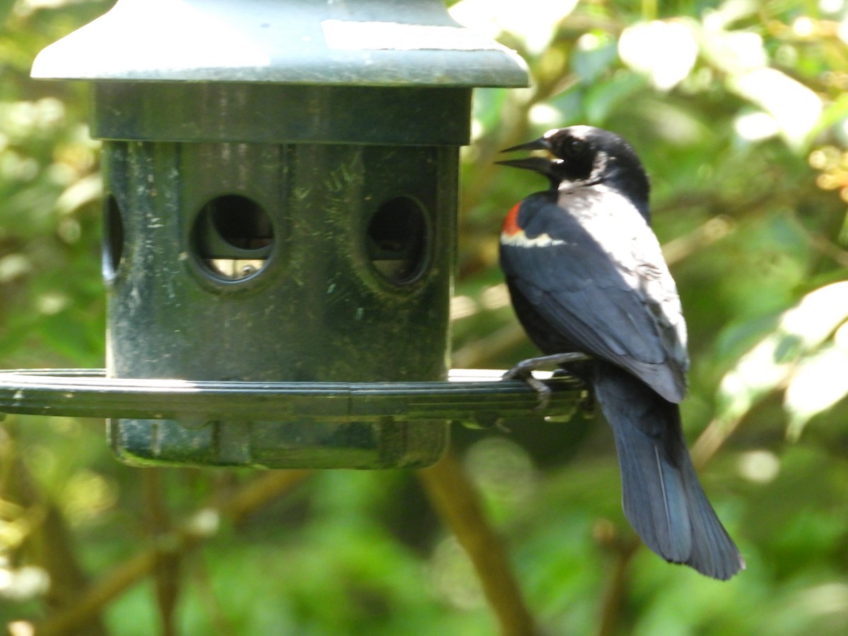 Red-winged Blackbird - ML620613658