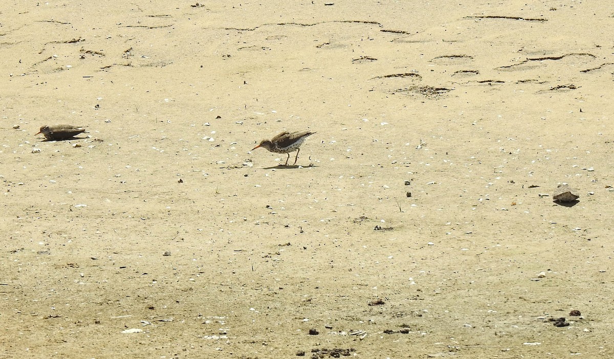 Spotted Sandpiper - ML620613659