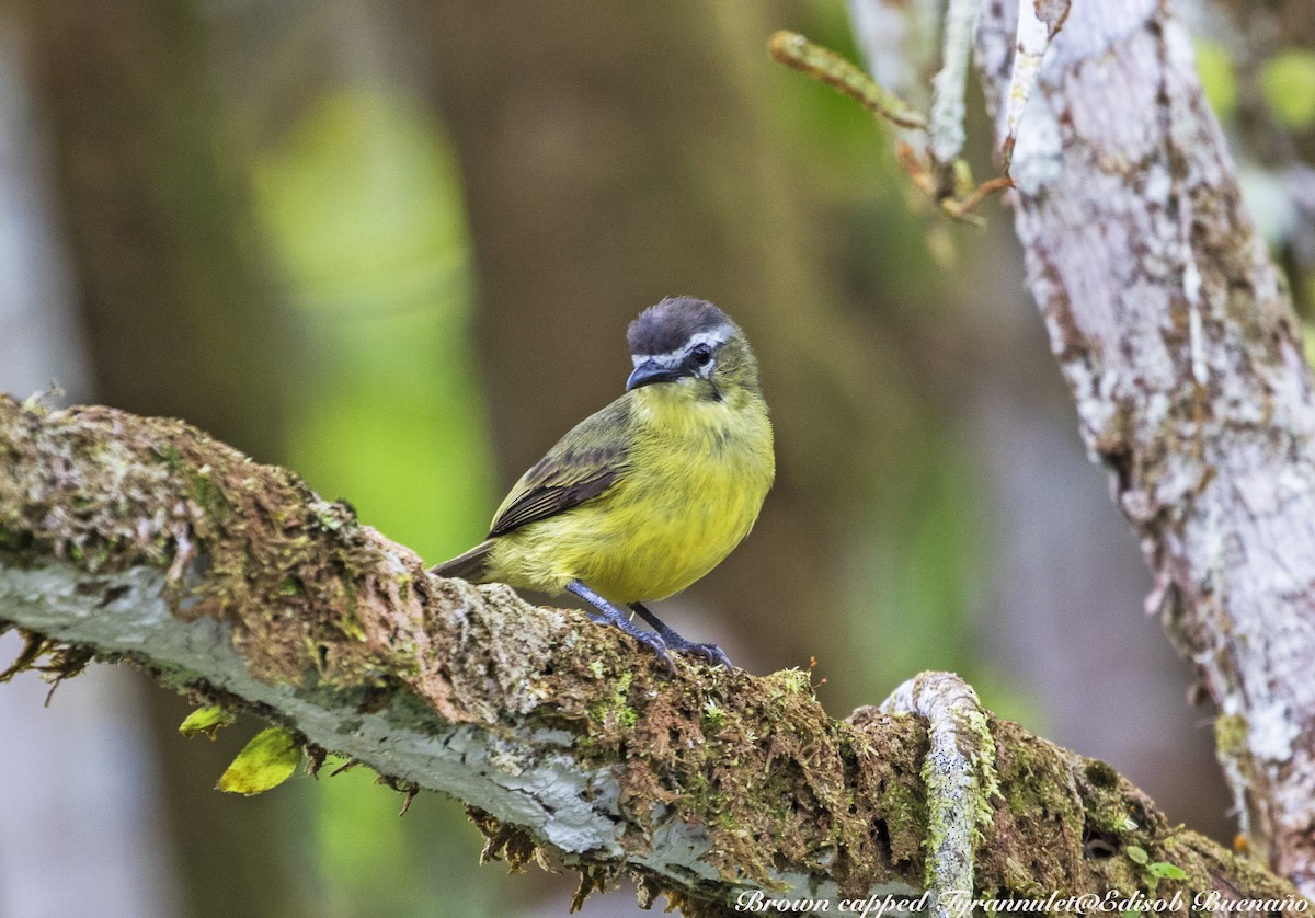 Brown-capped Tyrannulet - ML620613661