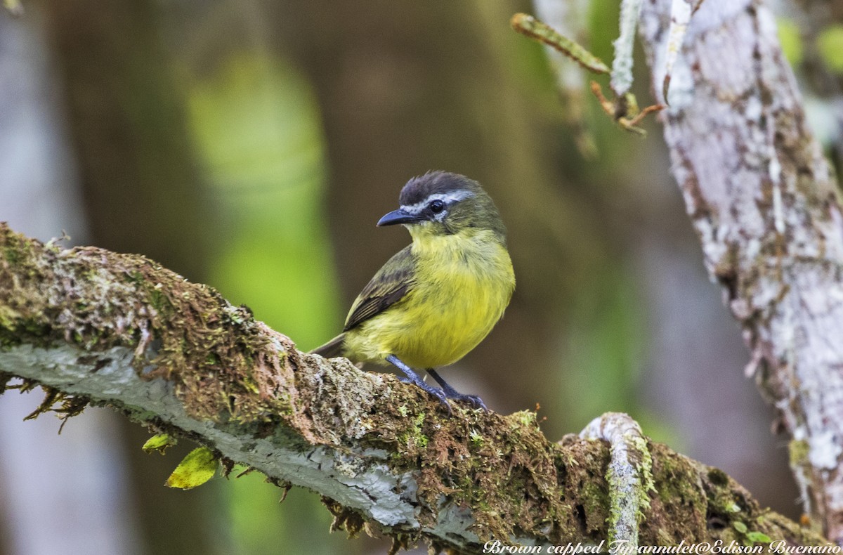 Brown-capped Tyrannulet - ML620613662