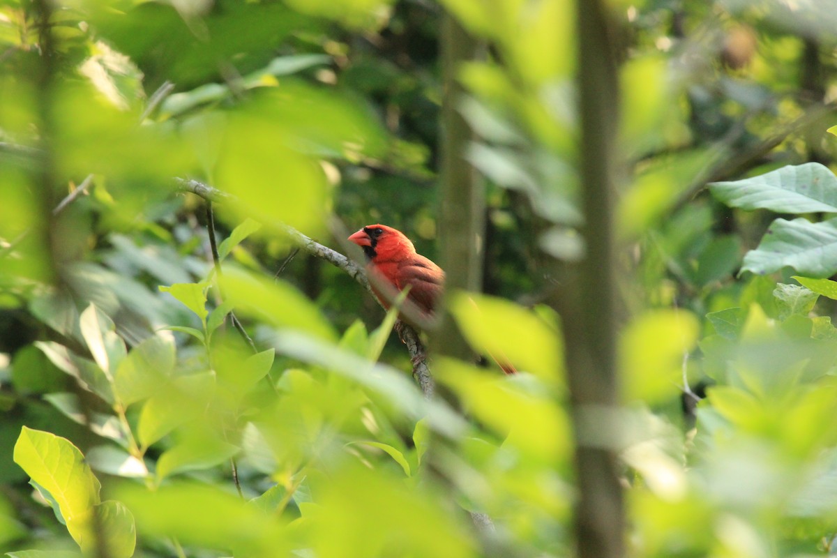 Cardinal rouge - ML620613663