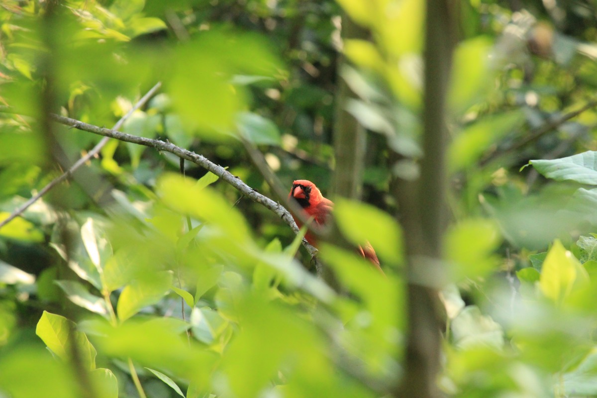 Cardinal rouge - ML620613664