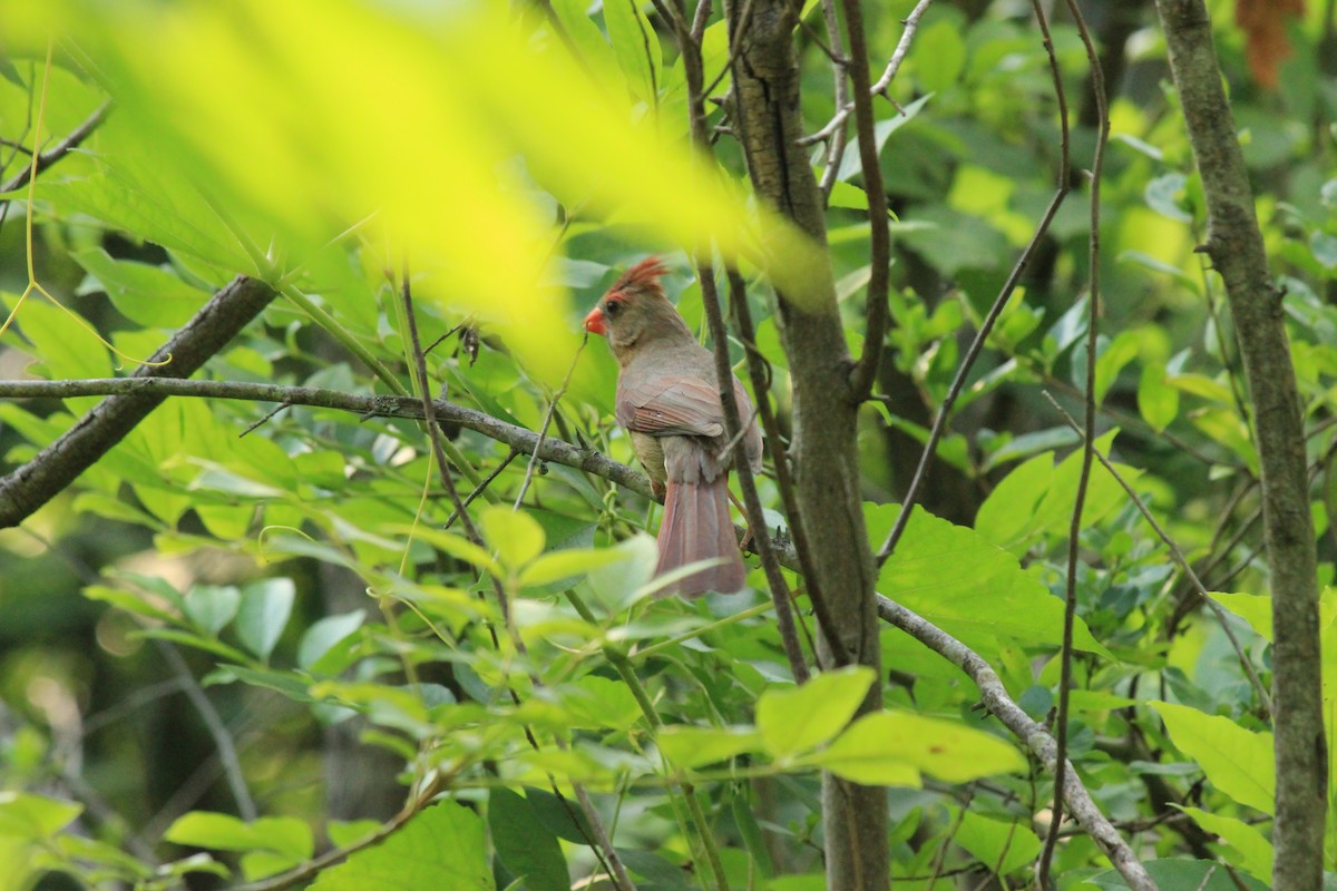 Cardinal rouge - ML620613665