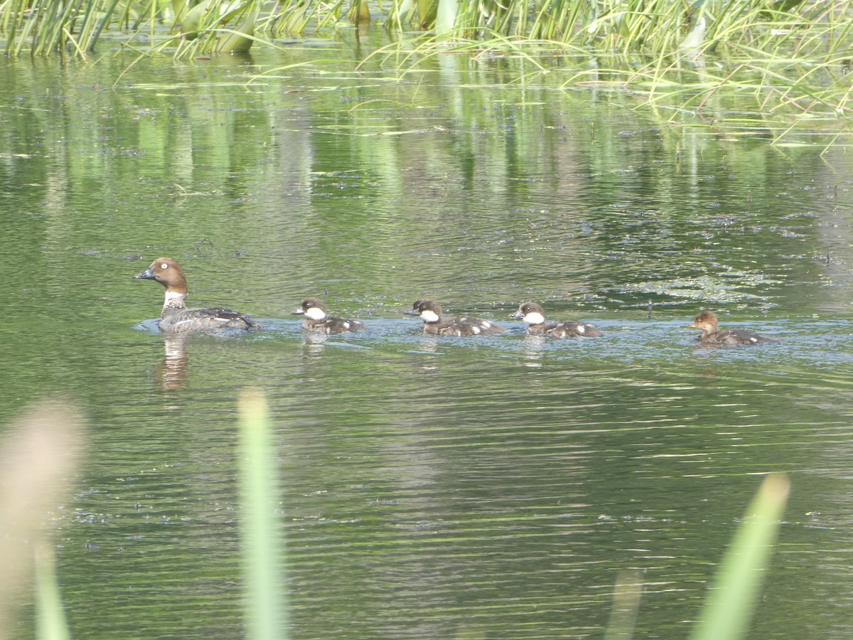 Common Goldeneye - ML620613668