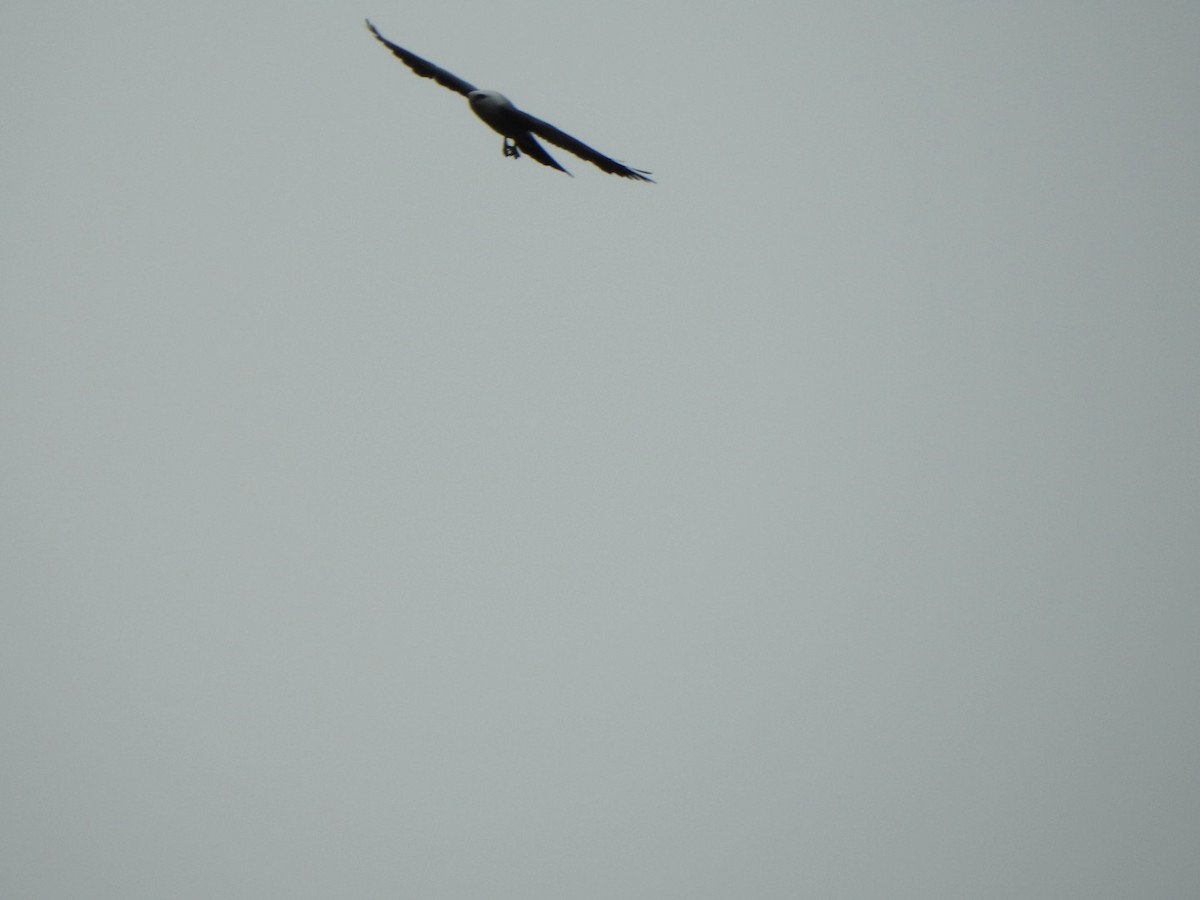 Mississippi Kite - ML620613677