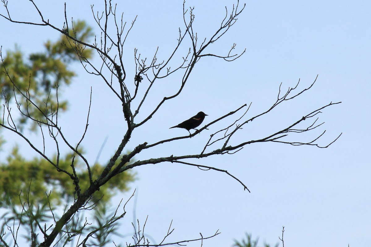 Red-winged Blackbird (Red-winged) - ML620613680