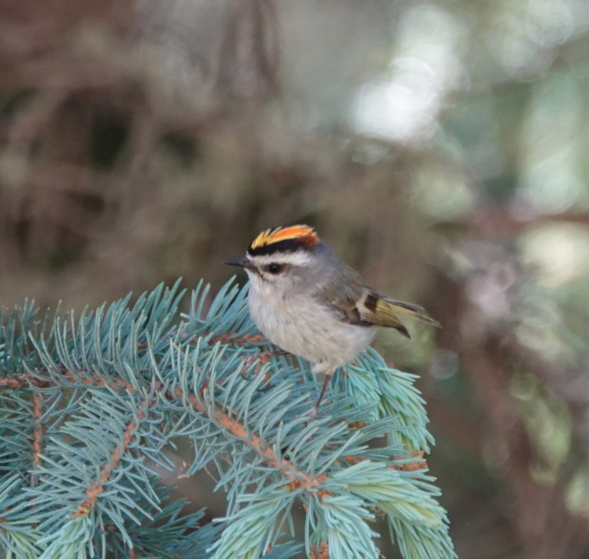 Golden-crowned Kinglet - ML620613681