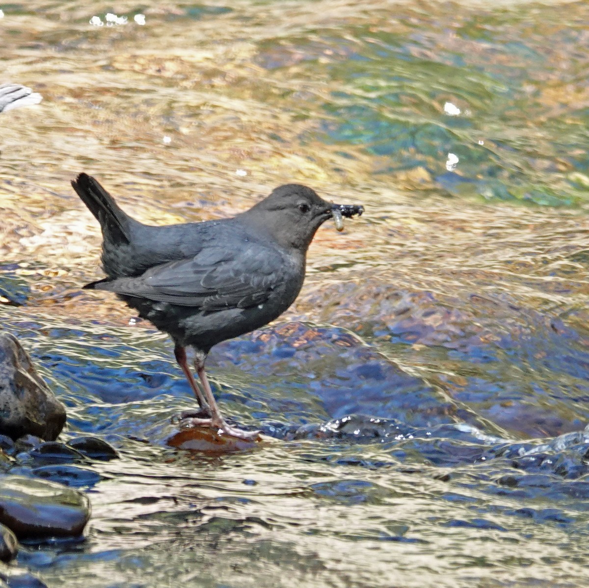 American Dipper - ML620613683