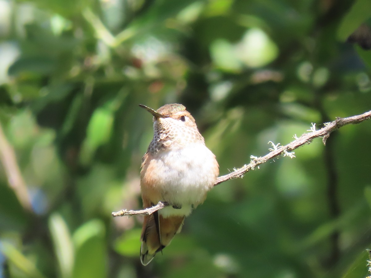 Allen's Hummingbird - ML620613684