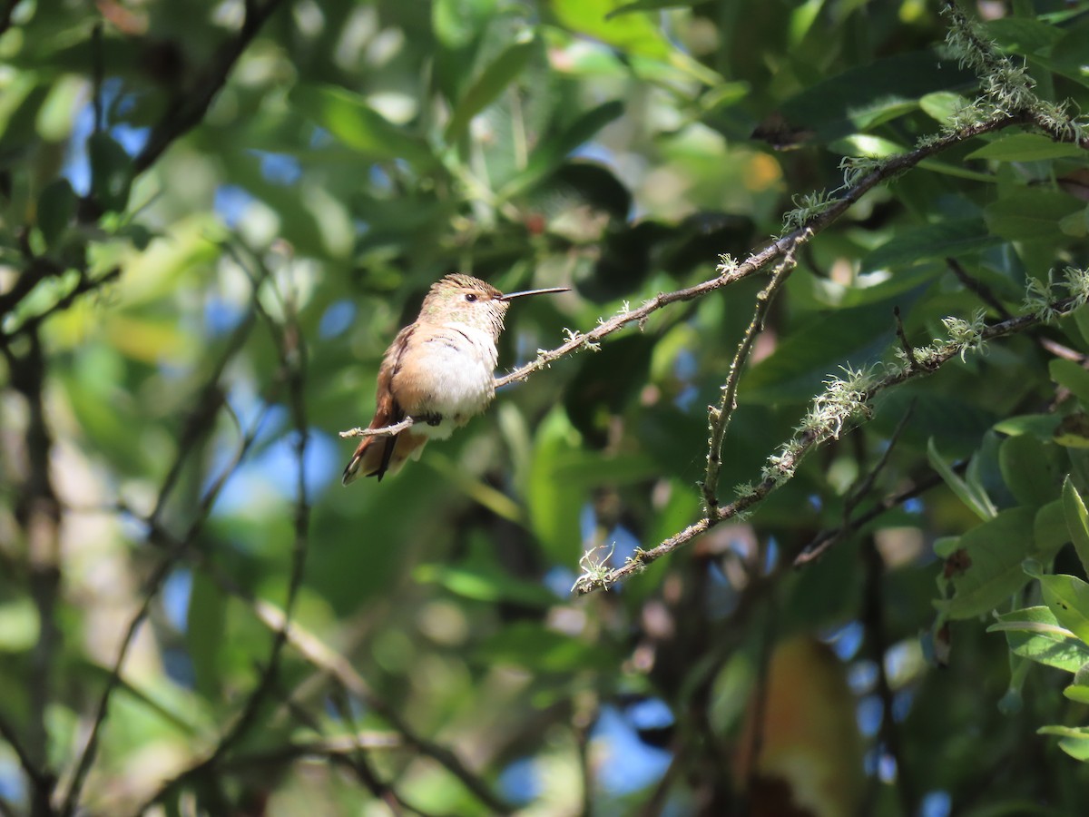 Allen's Hummingbird - ML620613685