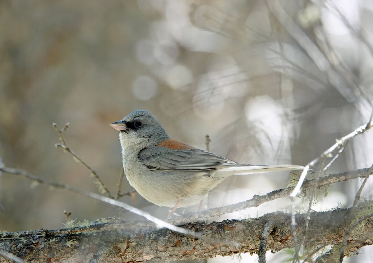 Dark-eyed Junco - Jenny Vogt