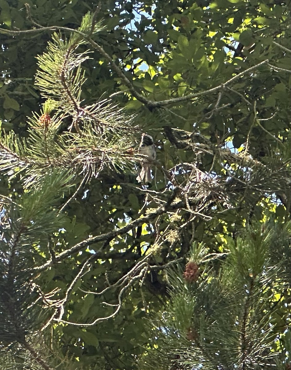 Chestnut-backed Chickadee - ML620613689