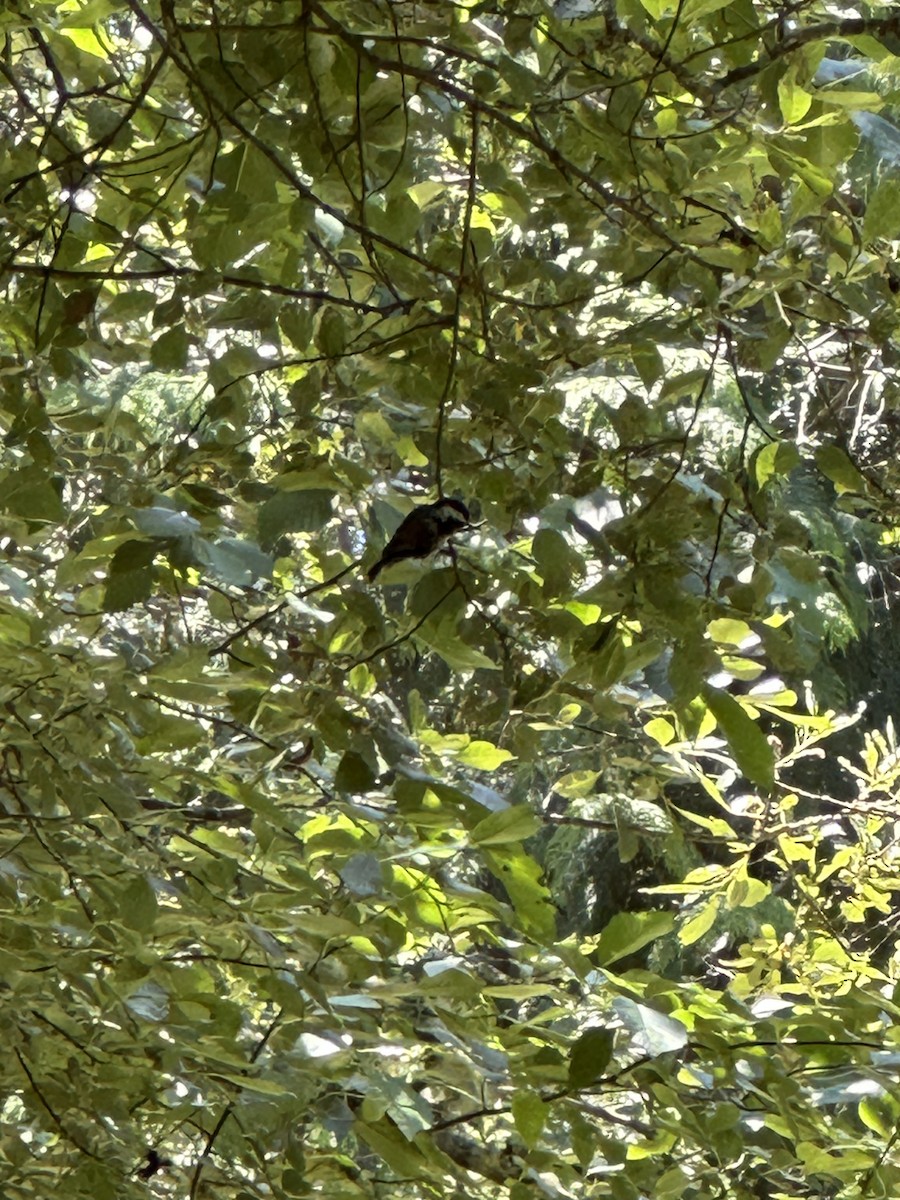 Chestnut-backed Chickadee - ML620613690