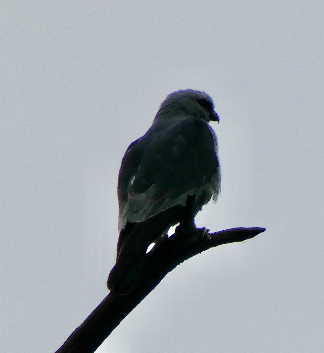 Mississippi Kite - ML620613691